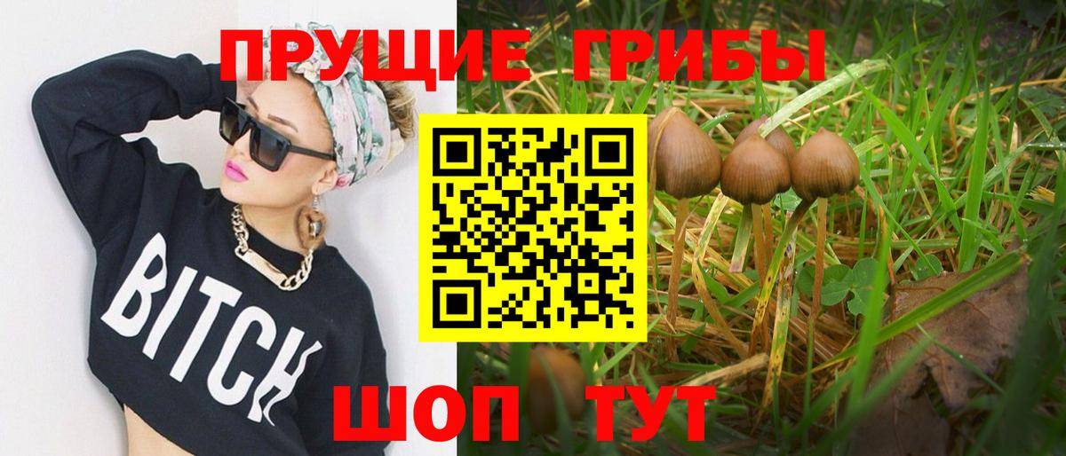 Псилоцибиновые грибы Psilocybine cubensis Октябрьский